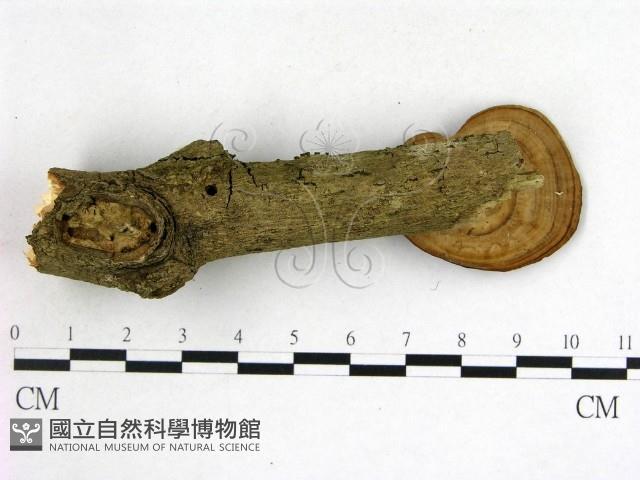 登錄號:F0015067藏品圖，第3張