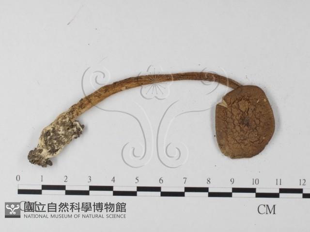 登錄號:F0013067藏品圖，第3張