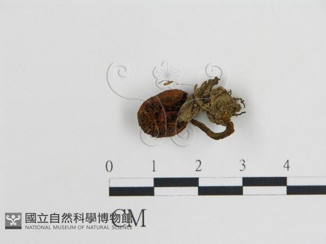 登錄號:F0008367藏品圖，第3張