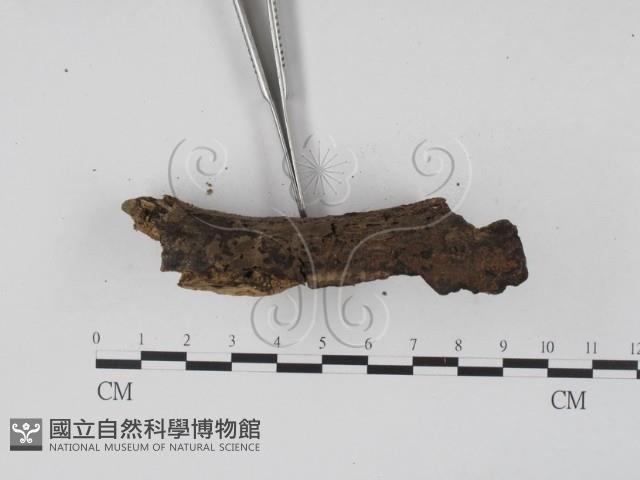 登錄號:F0020367藏品圖，第3張
