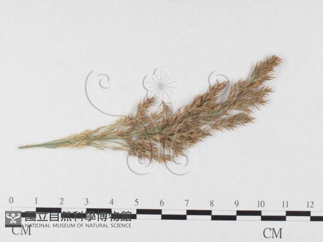 登錄號:F0026367藏品圖，第1張