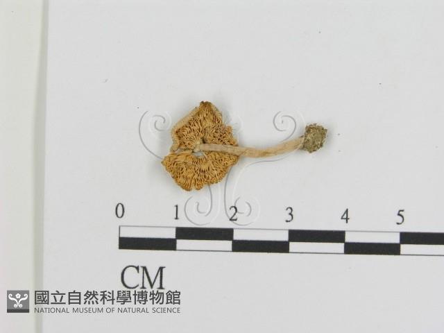 登錄號:F0016367藏品圖，第3張