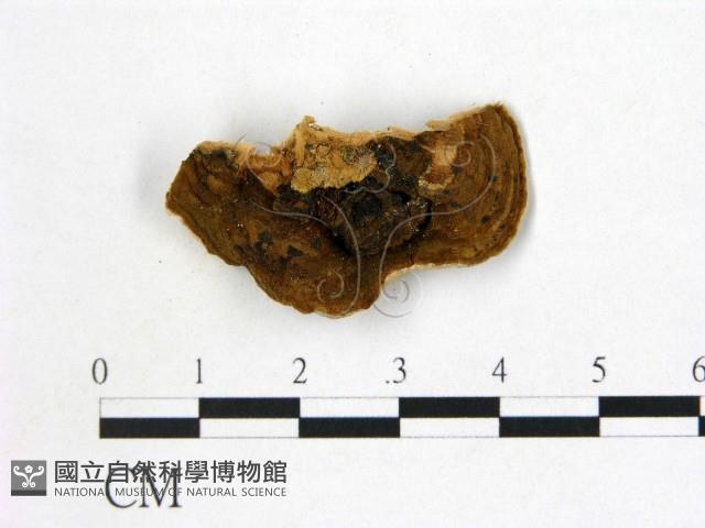 登錄號:F0021367藏品圖，第3張