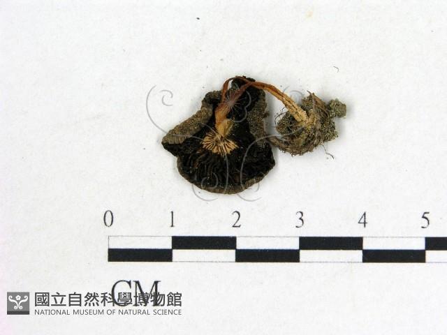 鬼傘屬藏品圖，第3張