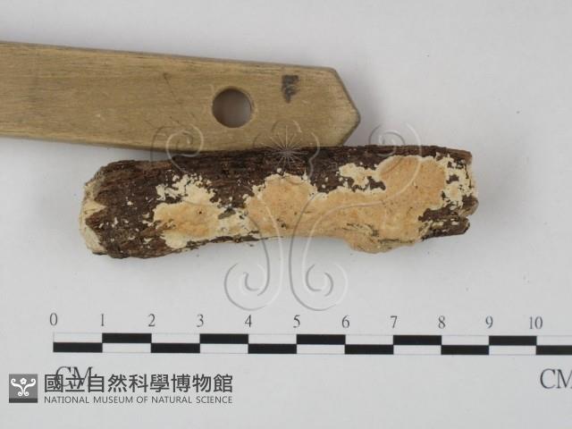 登錄號:F0022367藏品圖，第3張