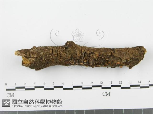 登錄號:F0002367藏品圖，第3張