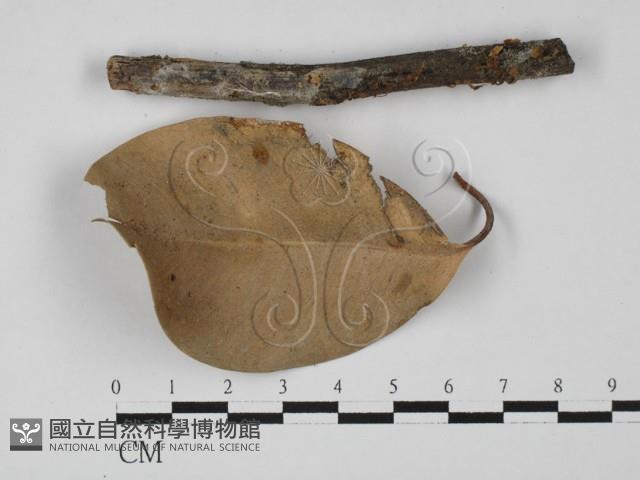 登錄號:F0027367藏品圖，第3張