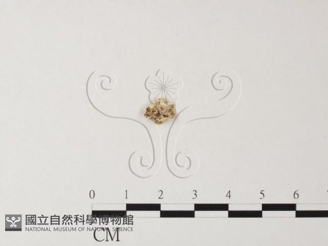 登錄號:F0017367藏品圖，第3張