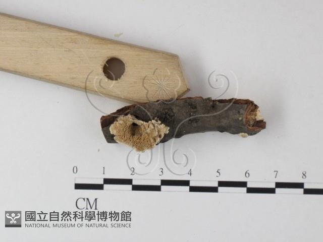 齒耳菌屬藏品圖，第3張