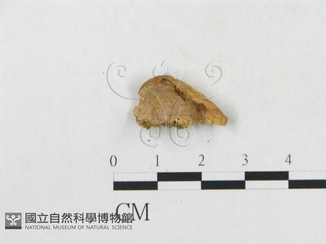 登錄號:F0005367藏品圖，第3張