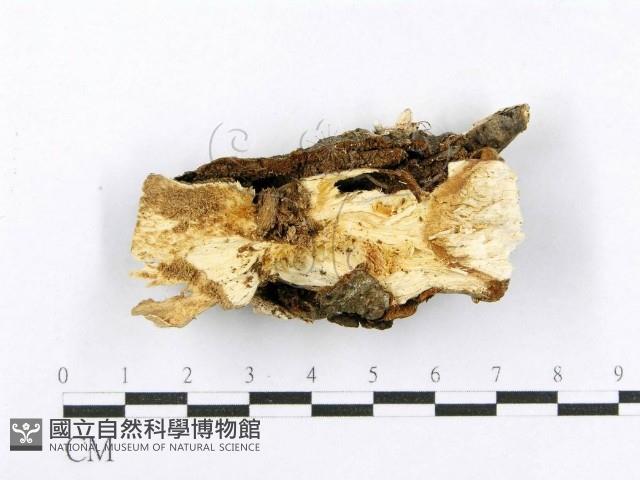 射脈菌屬藏品圖，第3張