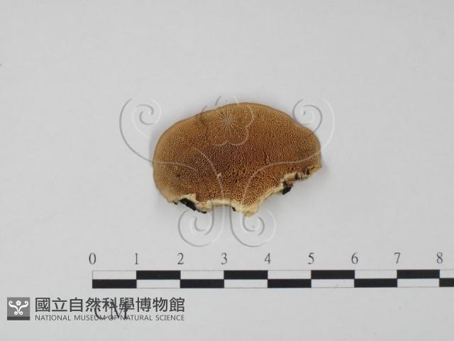 登錄號:F0009367藏品圖，第3張