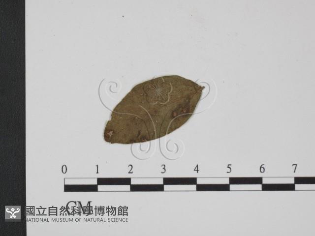登錄號:F0019367藏品圖，第3張