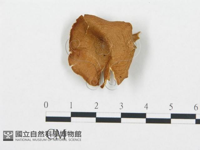 登錄號:F0020227藏品圖，第1張
