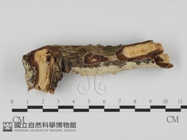 冇骨消絲齒菌藏品圖，第3張