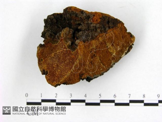 登錄號:F0006227藏品圖，第3張