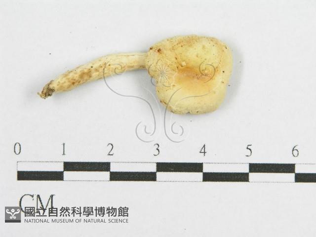 登錄號:F0011227藏品圖，第3張