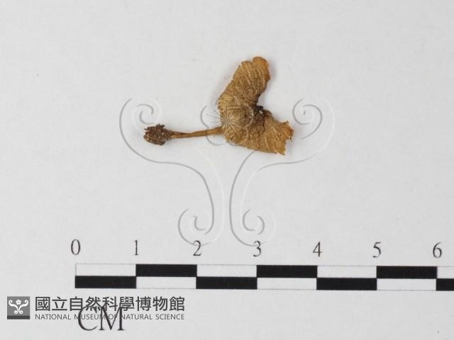 小菇屬藏品圖，第3張