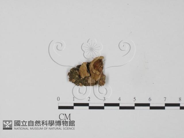 韌革菌屬藏品圖，第1張