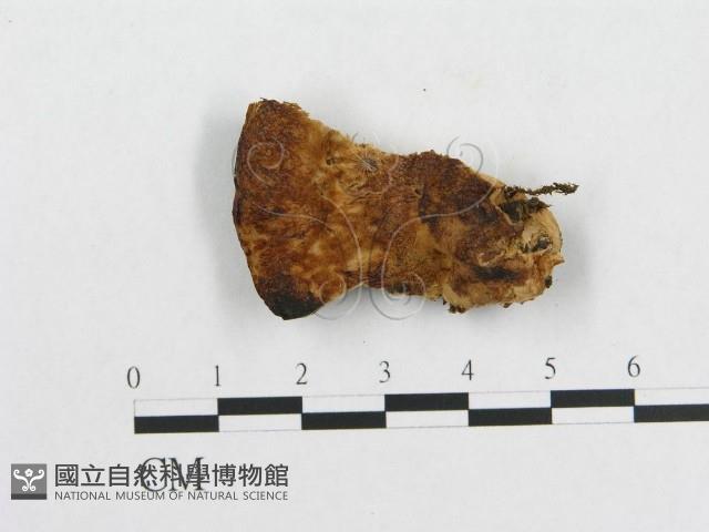 登錄號:F0007227藏品圖，第3張