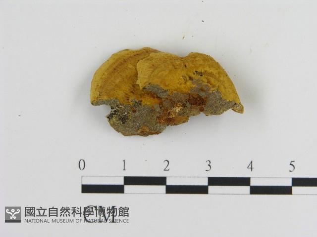 登錄號:F0017227藏品圖，第3張