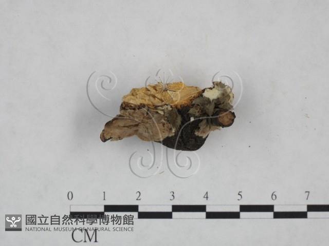 登錄號:F0025227藏品圖，第3張