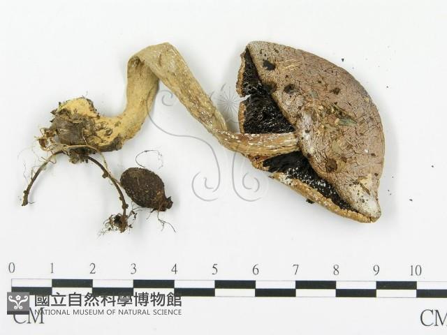 傘菌屬藏品圖，第3張