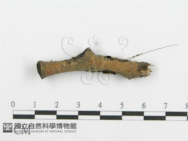登錄號:F0015227藏品圖，第3張