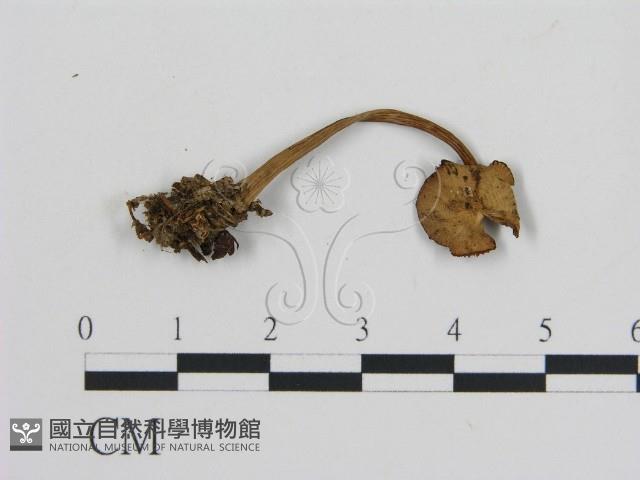 登錄號:F0013227藏品圖，第3張