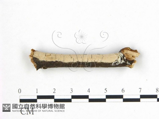 登錄號:F0008827藏品圖，第1張