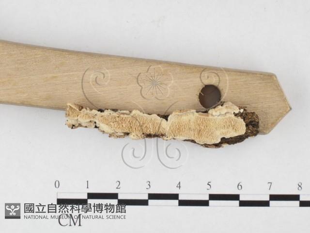 齒耳菌屬藏品圖，第3張