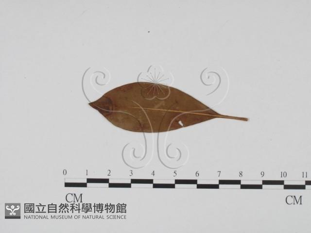 登錄號:F0011827藏品圖，第3張
