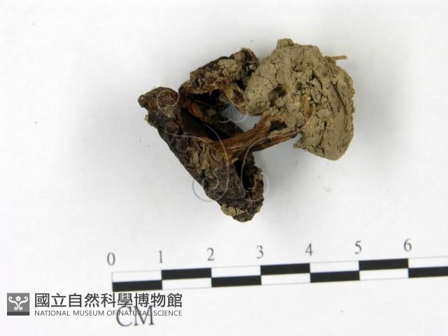 登錄號:F0022827藏品圖，第3張