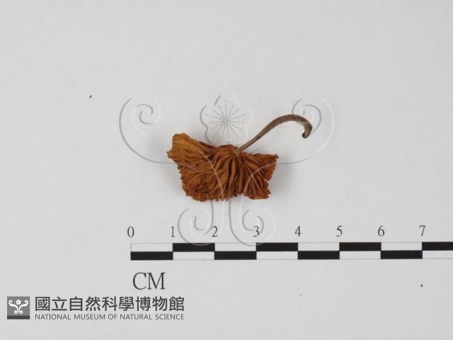 登錄號:F0025827藏品圖，第3張