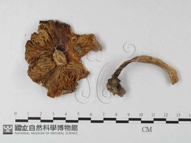 鵝膏屬藏品圖，第3張