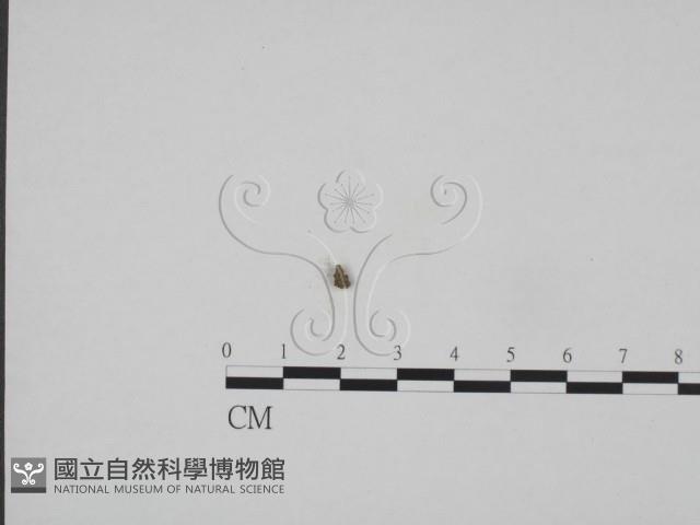 登錄號:F0009827藏品圖，第3張