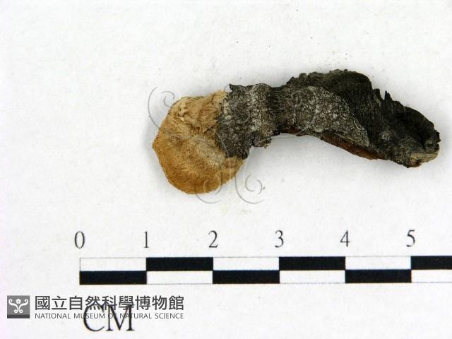 登錄號:F0019827藏品圖，第3張