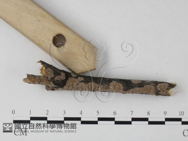 筍殼菌屬藏品圖，第3張