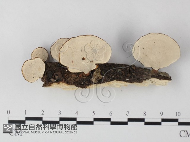 小孔菌屬藏品圖，第3張