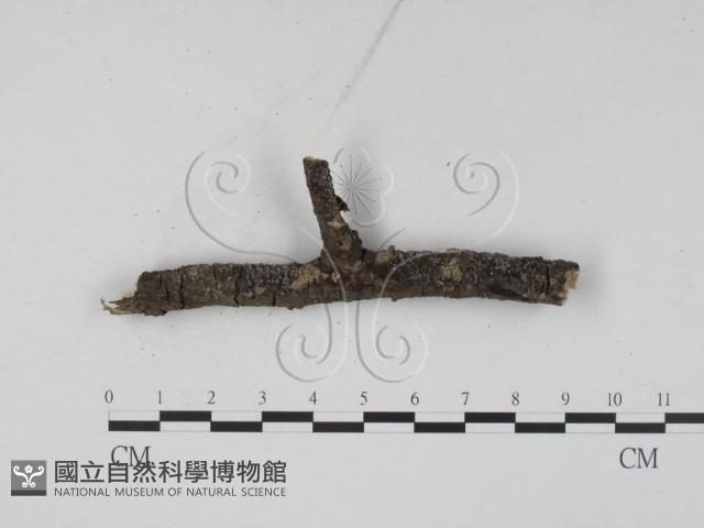 登錄號:F0008927藏品圖，第3張