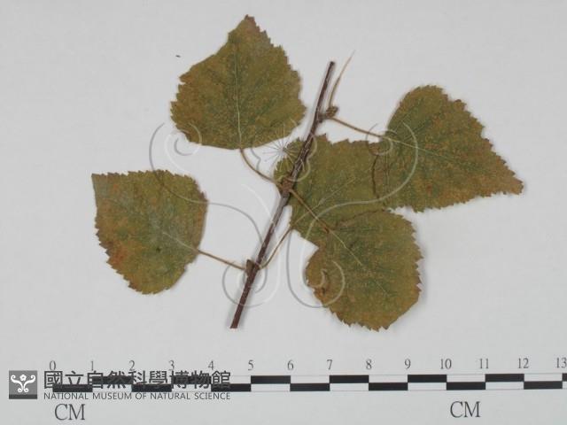 登錄號:F0018927藏品圖，第3張
