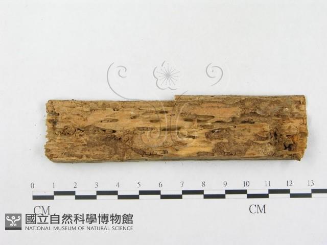 登錄號:F0000927藏品圖，第3張
