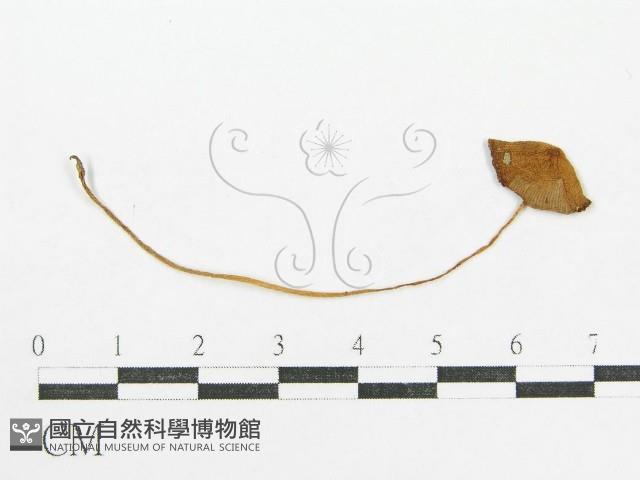 登錄號:F0010927藏品圖，第3張