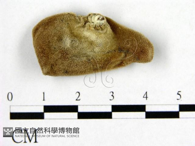 毛木耳藏品圖，第3張