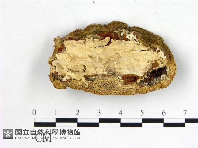 登錄號:F0021927藏品圖，第3張