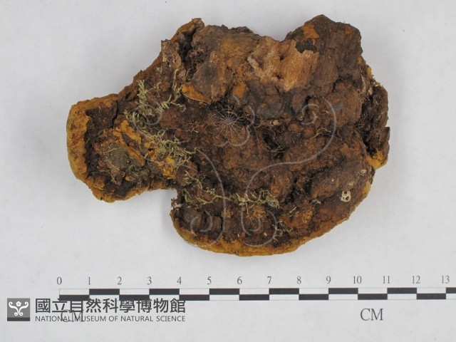 桑黃藏品圖，第3張