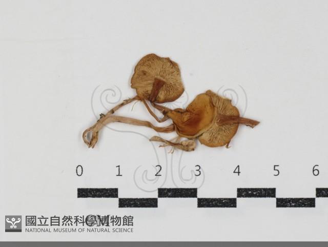 館號:F0034927藏品圖，第3張
