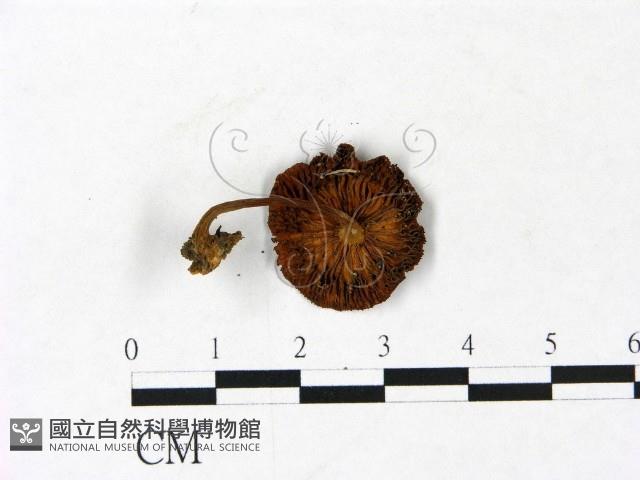 登錄號:F0022927藏品圖，第3張