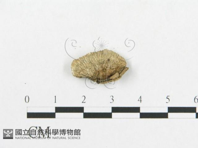 登錄號:F0005927藏品圖，第3張