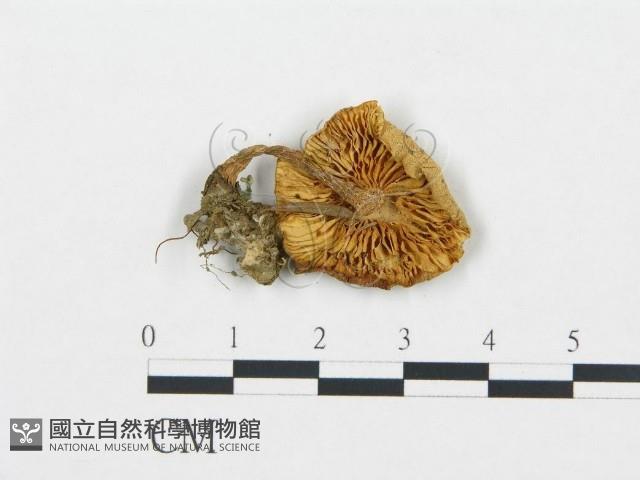 登錄號:F0000627藏品圖，第3張